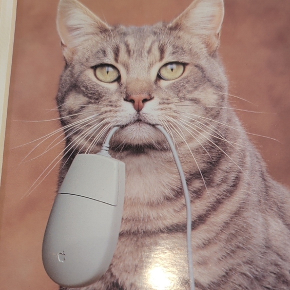 Cat Photo With Computer Mouse - Picture 3 of 3